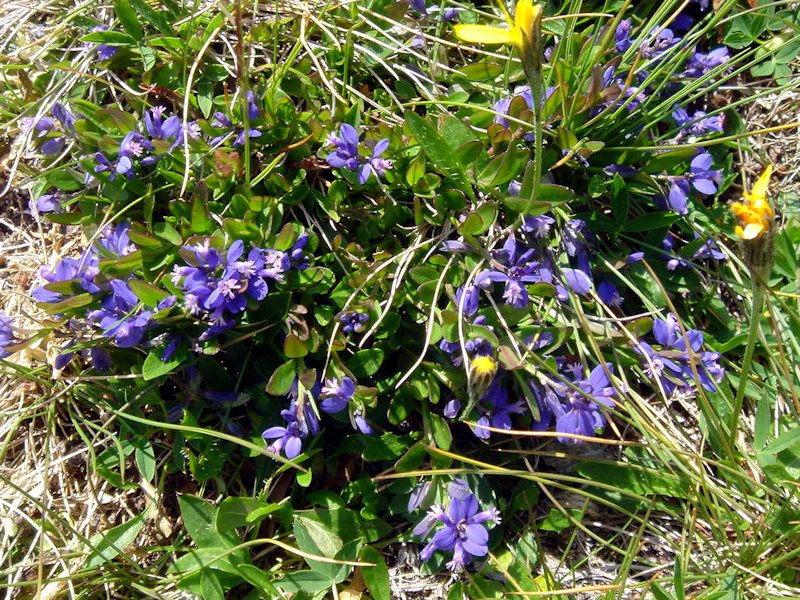 Polygala amarella en fleurs dans une pelouse calcaire des Pyrénées